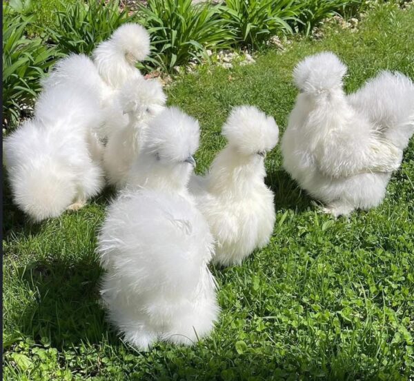 silkies