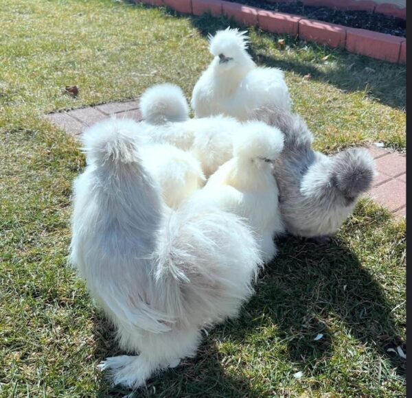 silkies - Image 2