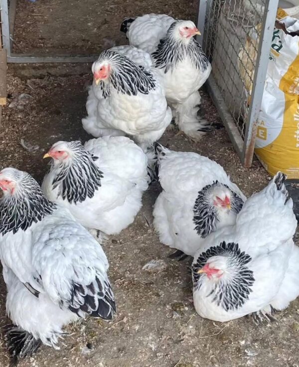BRAHMAS CHICKENS